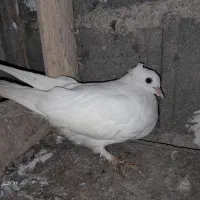 کبوتر|پرنده|رودبنه, |دیوار