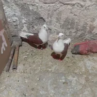 نر ماده پشت سرخ