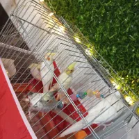 عروس هلندی و گرینجک|پرنده|شیراز, کرونی(خاتونک)|دیوار