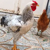 مرغ و خروس ژاپنی