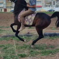 سیلمی کورد|اسب و تجهیزات اسبسواری|کرمانشاه, |دیوار