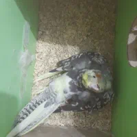 ۵ عدد عروس هلندی|پرنده|میانه, |دیوار