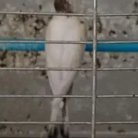 قناری سفید طوسی نر