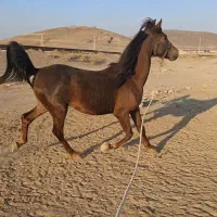 فروش اسب ومادیان و کره