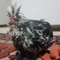 خروس لهستانی جوان