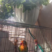 طوطی