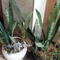 فروش گل آپارتمانی