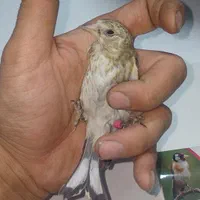 جوجه سهره تعداد|پرنده|گلستان (تهران), |دیوار