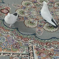 دمسیا کاکل|پرنده|ریگان, |دیوار