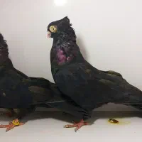 زاغ ابادانی