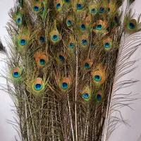 انواع پر زیبای طاووس مصری وعروس وشکلاتی