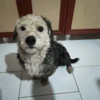 سگ پیدا شده در شهر جدید هشتگرد