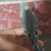 مرغ عشق|پرنده|همدان, |دیوار