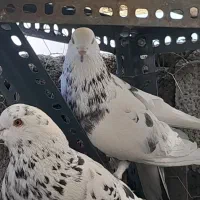 کبوتر عالی|پرنده|تهران, مطهری|دیوار