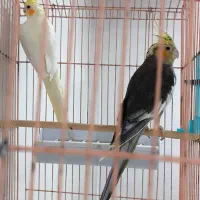 طوطی عروس هلندی مولد، برزیلی|پرنده|شیراز, لاله|دیوار