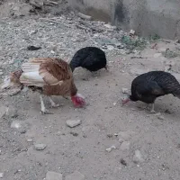 بوقلمون|حیوانات مزرعه|تاکستان, |دیوار