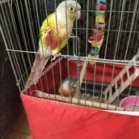 دو عدد گرینچیک بالغ