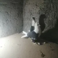 کبوترالوان|پرنده|تبریز, |دیوار