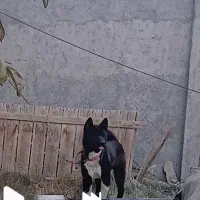 امریکن اکیتا رنگ خاص|سگ|فولادشهر, سایت صنعتی کاوه|دیوار