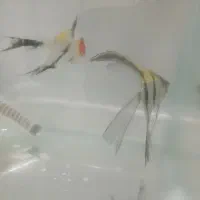 سه عدد آنجل