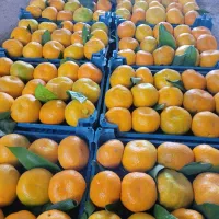 فروش نارنگی محلی درجه ۱ استان مازندران|خوردنی و آشامیدنی|نکا, |دیوار