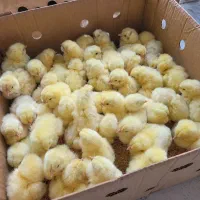 جوجه یک روزه مرغ گوشتی راس ۳۰۸ وزن گیری بالا