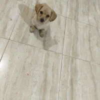 فروش چهار عدد توله سگ پامر اشپیتز|سگ|کرمان, |دیوار