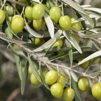 روغن زیتون ارگانیک