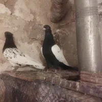 کفتر کبوتر رنگه|پرنده|مشهد, مصطفی خمینی|دیوار