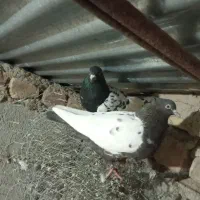 یک جفت کفتر سینه به زمانت توخم و جوجه