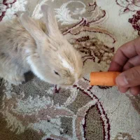 خرگوش های بازیگوش