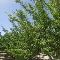 باغ و باغچه ۱۷۵ متری انشعابات تکمیل|فروش زمین و ملک کلنگی|تهران, امیریه|دیوار