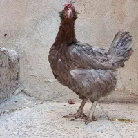 مرغ و خروس گلین لری