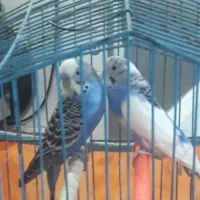 دو تا مرغ عشق