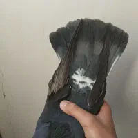 کبوتر نر و ماده|پرنده|سنندج, |دیوار