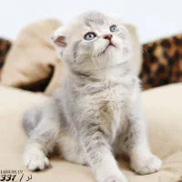 پت شاپ کیتی کتز/گربه اسکاتیش بریتیش پرشین هیمالین|گربه|تبریز, |دیوار