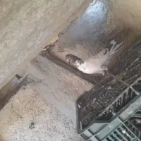 کبوتر  پرشی پاکستانی|پرنده|قم, شهرک مهدیه (مدرس)|دیوار