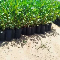 فروش نهال پسته گلدانی