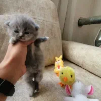 فروش چهار بچه گربه اسکاتیش فولد|گربه|اصفهان, خانه اصفهان|دیوار