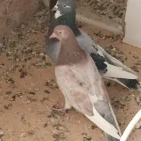 کبوتر نر و ماده باجوجه|پرنده|تهران, خاوران|دیوار