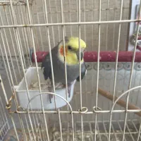 پرنده