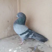 کبوتر سبز