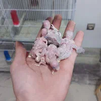 مرغ عشق تخم وجوجه ای