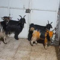 بز و بیگ|حیوانات مزرعه|مسجد سلیمان, |دیوار