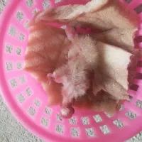 جوجه عروس هلندی مرغ عشق
