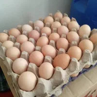 تخم مرغ محلی
