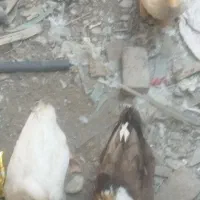 سه عدد اردک بزرگ|حیوانات مزرعه|کیانشهر, |دیوار