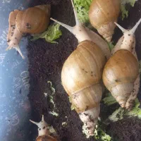 حلزون|خزنده|شیراز, پودنک|دیوار