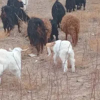 بز فروشی|حیوانات مزرعه|جلگه ماژان, |دیوار