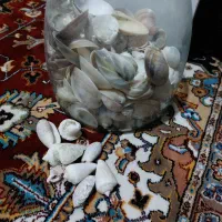 صدف تزئینی